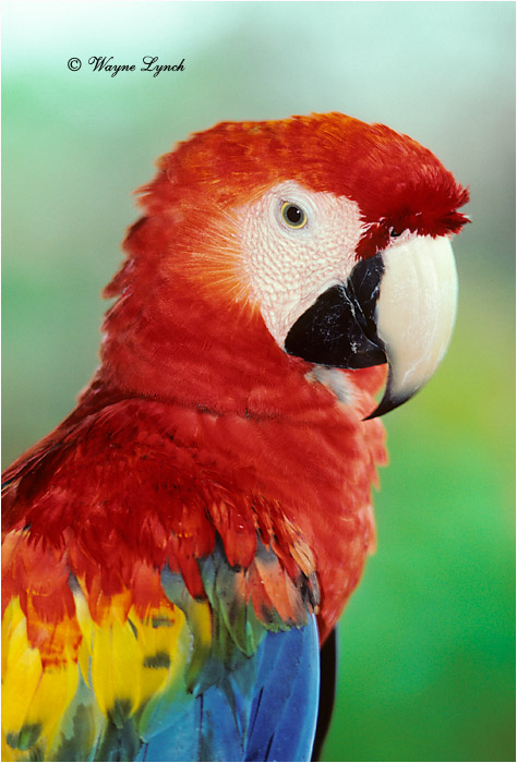 Scarlet Macaw Brazil 101 by Dr. Wayne Lynch ©